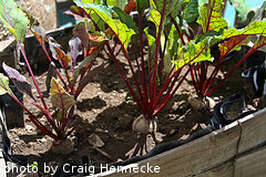 beets growing