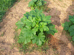 Butternut Squash Plant