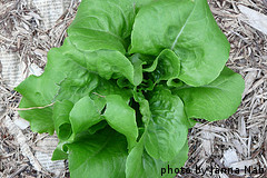 Growing Bibb Lettuce