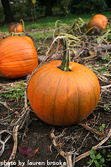 Curing Pumpkins