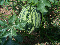 watermelon seedlings for sale
