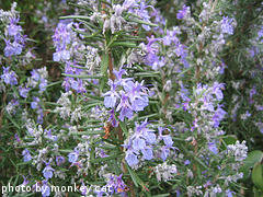 Flowering Rosemary Plant