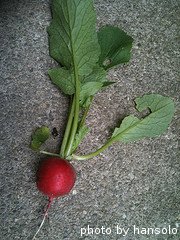 Red Radish